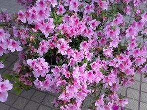 金达莱花女主播